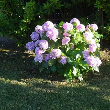 Vacanze A Ortensia Holiday home *